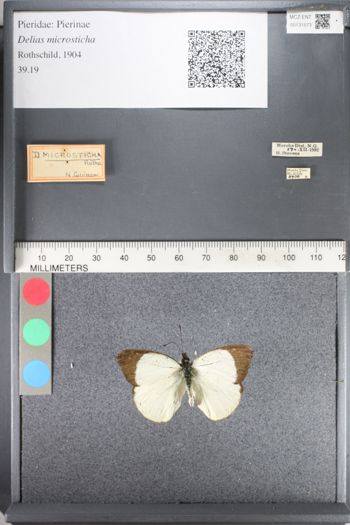 Media type: image;   Entomology 131573